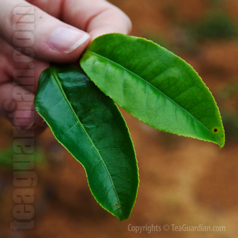 Two leaves each from a different tea cultivar