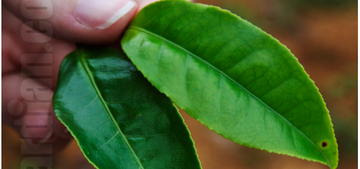 Two leaves each from a different tea cultivar