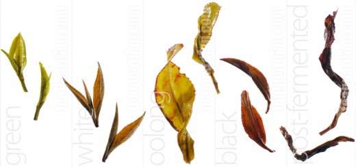 Understanding how teas are categorized