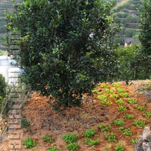 Tea bush let grow old and space created around it for better hea