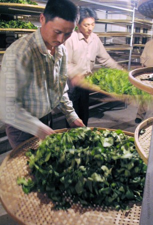 Making of the Green ( aka oxidation processing ) in Wuyi