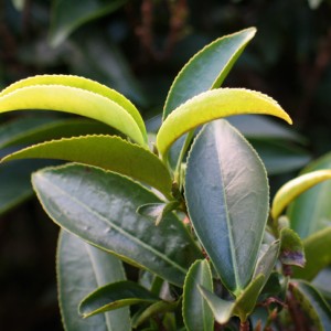 Leaves of Xingren Xiang Dancong, a cultivar of Fenghuang Shuixia