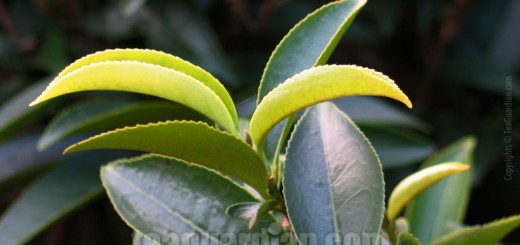 New Leaves of the Xingren Xiang Cultivar