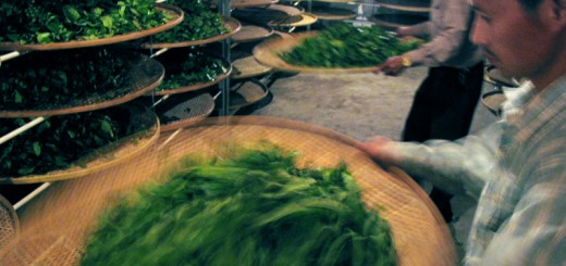 Yao Qing — the oolong "fermentation" process