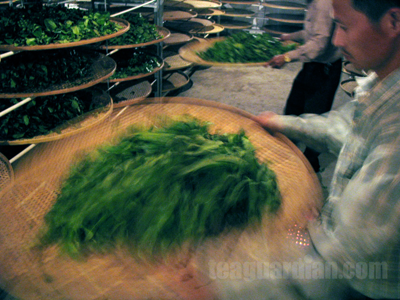 Yao Qing — the oolong "fermentation" process