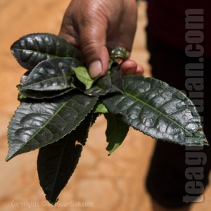 A local farmer showing the dark leaves of a cultivar of the Yunn