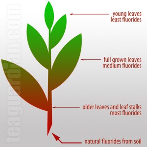 Fluorides content in the fresh tea leaves