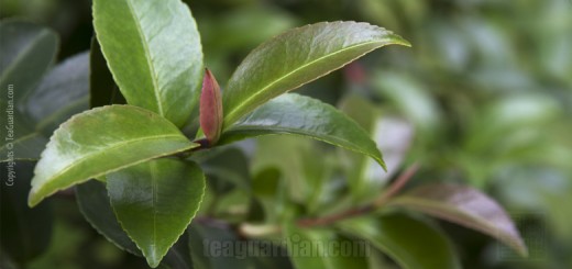 Fresh flush of purple tea leaf shoot