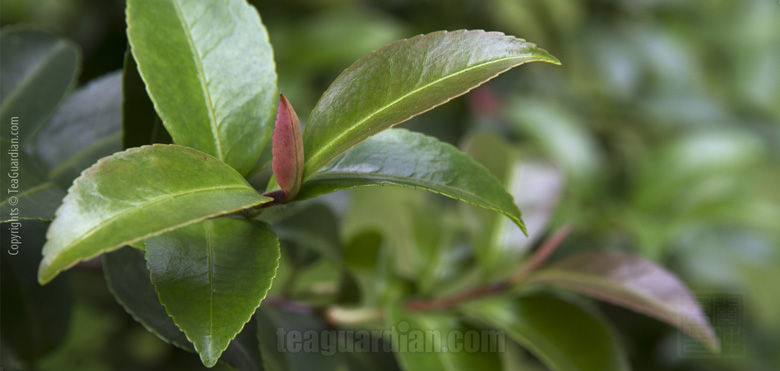 Fresh flush of purple tea leaf shoot