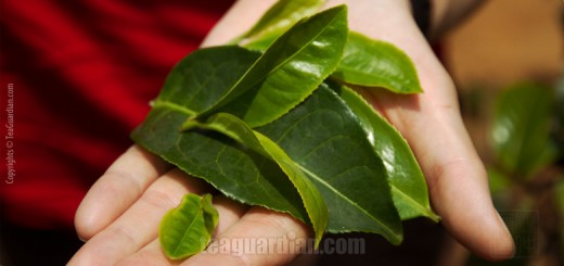 Plucked leaves, different sizes