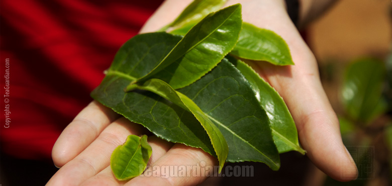 Plucked leaves, different sizes