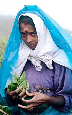 Sri Lankan tea plucker
