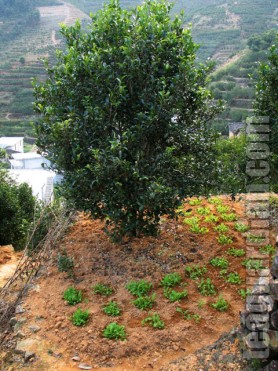 Vegetable grown on newly laid soil under a tea tree