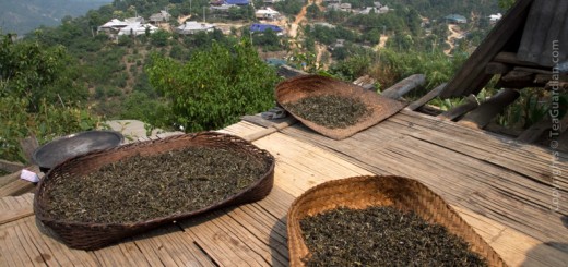 Sun-drying tea in Yunnan for maocha production