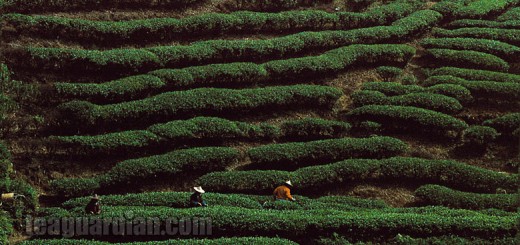A tea garden on a hilltop in Wuyi Shan
