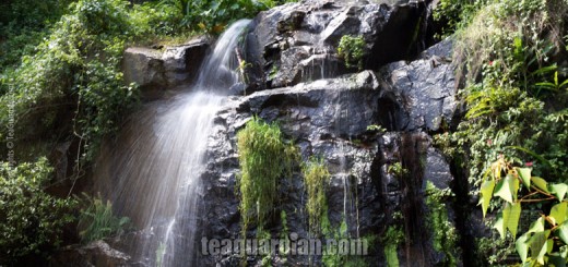 Spring water vs tap water