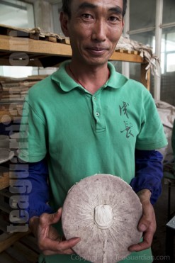 Worker with freshly compressed tea discus