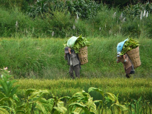 Yunnan_tobacco_field