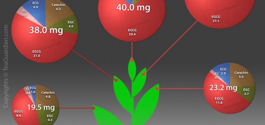 Catechins composition of fresh tea leaves by pluck position