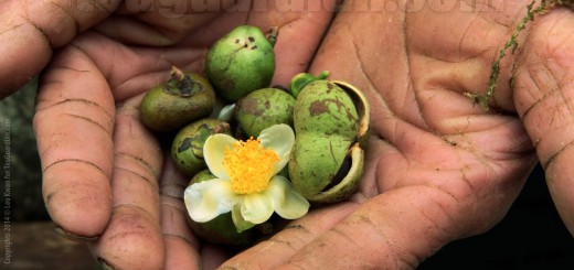 Offering of tea seeds