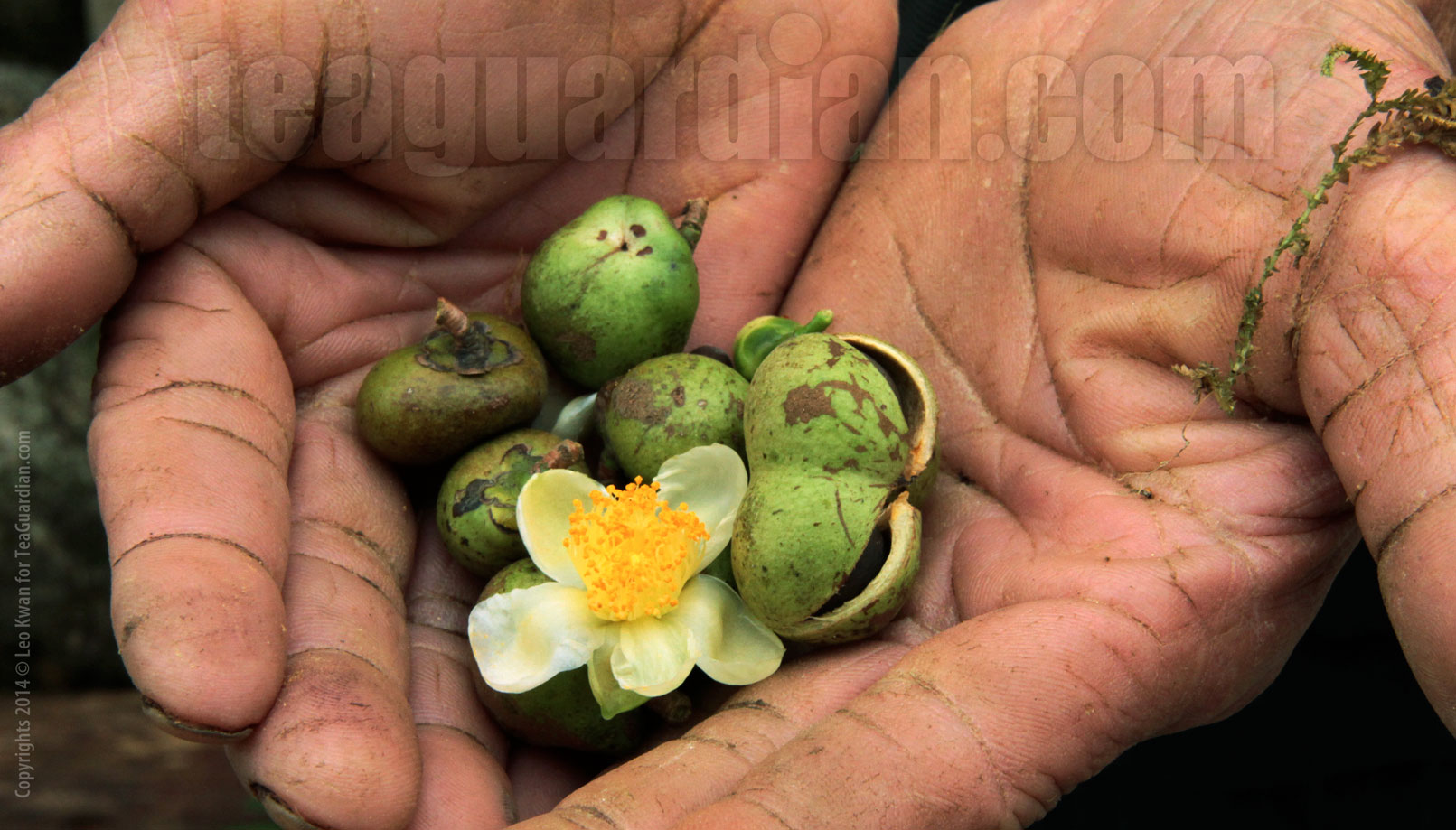 Offering of tea seeds