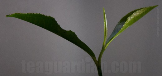 Leaf shoot of a tea plant