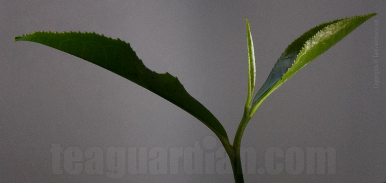 Leaf shoot of a tea plant