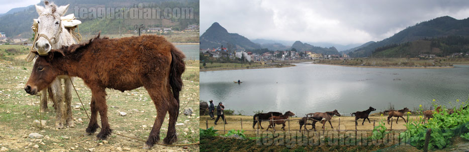 "Horse" trade is still practiced in borders towns outside of Yun