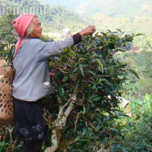 Old woman plucking off old tea tree