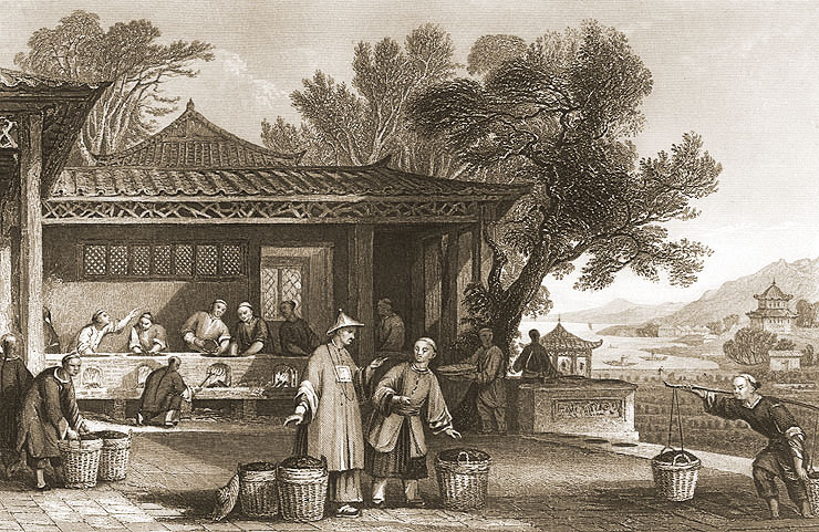 Tea Cultivation and Preparation