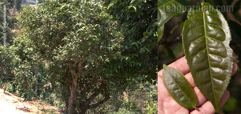 Xishuangbanna Red Leaf Tea Tree