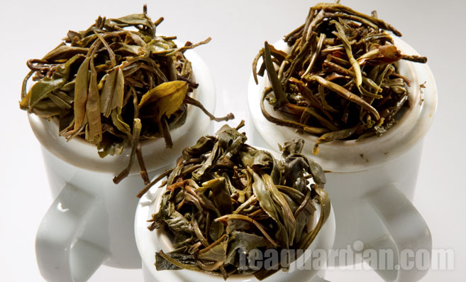 Infused leaves of three laos shengcha: Phongsaly, Xayaboury, Xieng Khouang