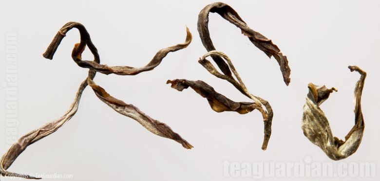 Laos Phongsaly shengcha: closeup of a few leaves before infusion