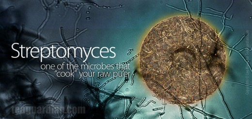 Streptomices, one of the microbes that cook the sheng pu'er