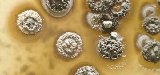 Streptomyces galaxy