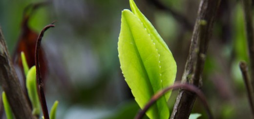 New flush on a Juduozai tea bush after one of the worst frost bites in memory in Wudong, home of Fenghuang Dancong Phoenix oolong