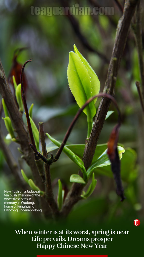 New flush on a Juduozai tea bush after one of the worst frost bites in memory in Wudong, home of Fenghuang Dancong Phoenix oolong