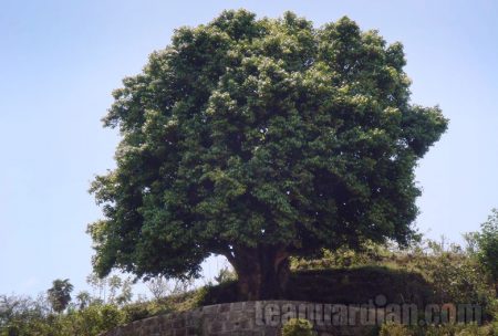 There are many very old tea trees throughout Yunnan and throughout the county of Lincang. This one, which is now owned by Dianhong Corporation, is said to be 3200 years old and 10.6m tall. It is given the name Tea Ancestor. An annual dressed up tea plucking ceremony takes place before Qing Ming Festival.