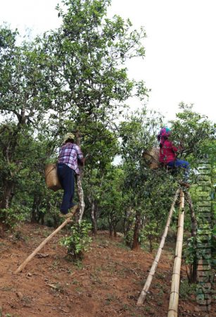 Picking matured tea trees in Lincang