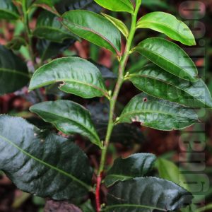 The unique looking Hong Yu teaplant — Red Jade black tea produ