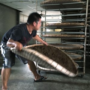 The untangled leaves being laid in a rack tower — Red Jade bla