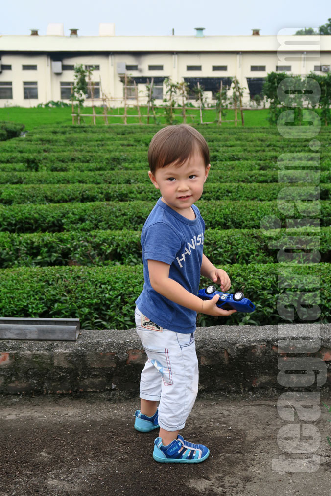 Tea Farm with Red Jade cultivars