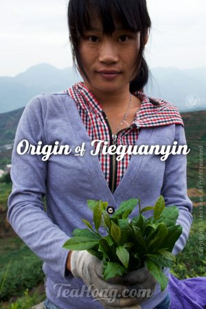 Tieguanyin tea picker