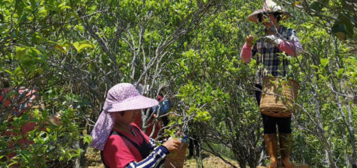 Women picking tea from large tea trees