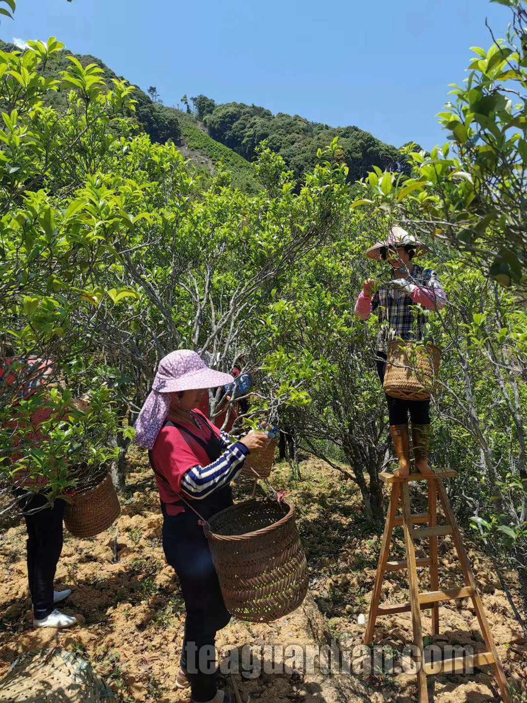 Women picking tea from large tea trees
