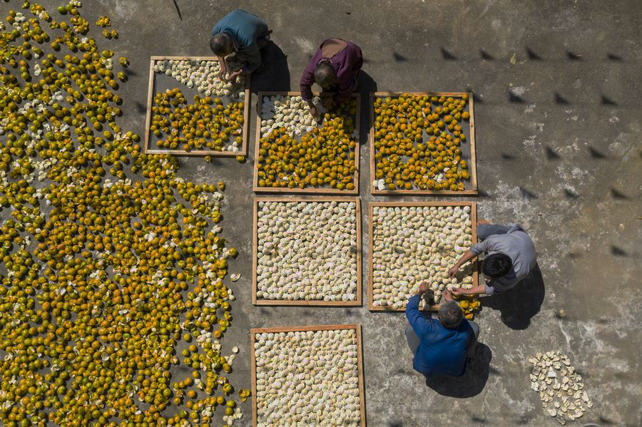 Chan pei — mandarin orange peel to be aged — being harvested, aerial shot